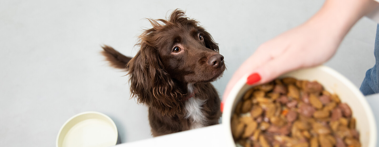 Feeding puppies wet clearance food